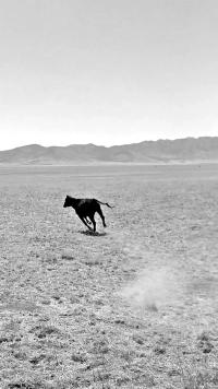 © Nicola Moscelli | DER GREIF