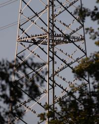 A swarm of starlings | DER GREIF