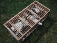 From the series "Business of Love" | DER GREIF