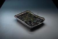 "The future meadow", Katowice, Poland, 2025 | DER GREIF