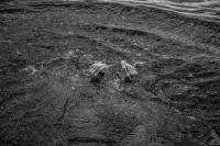 Eleonora Bonizzi, affogato al cioccolato, Logan, UT, USA, 2023 | DER GREIF