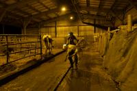 Christophe carrying a newborn veal | DER GREIF