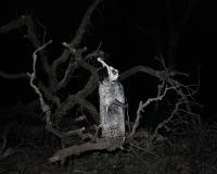 Massimiliano Corteselli, Contrapasso | DER GREIF