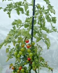 Daughters | DER GREIF