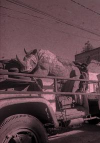 From the series "Hechizo" | DER GREIF