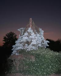 From the series "Strawberry Blue" | DER GREIF