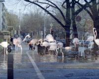 DER GREIF