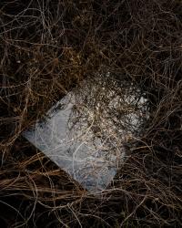 Glass pane among the brush | DER GREIF