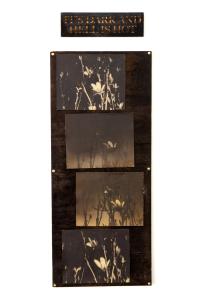 "Similar Images of the Same Bush" | DER GREIF