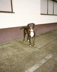 "Sylvester on Temple Road" | DER GREIF