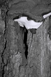 "Trypa" Belgium, 2018 | DER GREIF