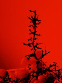 Night Grapes | DER GREIF