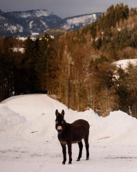 Uncanny Valley | DER GREIF