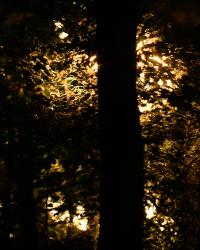 Last sunlight through foliage | DER GREIF