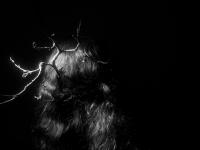 "Untitled" | DER GREIF