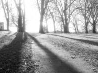 "Shadows" | DER GREIF