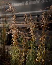 Uncanny Valley | DER GREIF