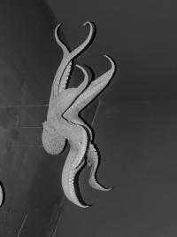 "Creature #1" | DER GREIF