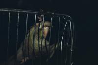 From the series "Calmistery" | DER GREIF