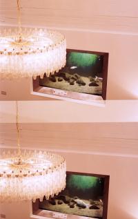 Pai Aquarium | DER GREIF