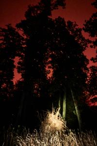 From the series "Noche, no te vayas" | DER GREIF