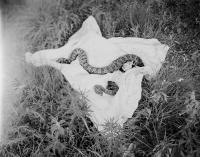 Rachel Jump, "Still Life, Rattlesnake", New Mexico, United States, 2026 | DER GREIF