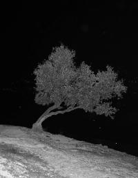 Manuel Nieberle, "Mint", 2019. 20 x 15,45 cm. | DER GREIF