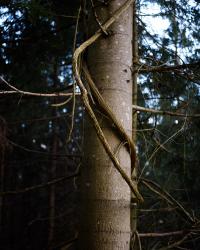 From recent walks | DER GREIF