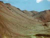 From the series "Primary Succession" | DER GREIF