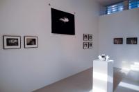 From the series "Lacunary" | DER GREIF