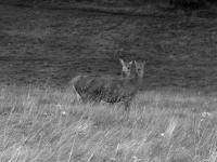 "Deer" | DER GREIF