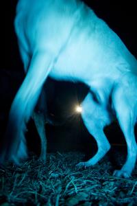 Mariia Horshkova, From "Through the prism of bizarre worlds", Mykolaiv, Ukraine | DER GREIF