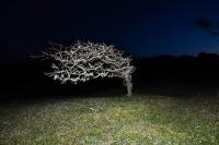 DER GREIF