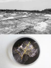 Emmanuel Rodríguez Mazón, Iztapan 5, Sinaloa and Mexico City, Mexico, 2021 | DER GREIF