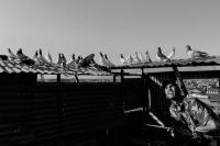 From the series "Kotar'baaz" | DER GREIF
