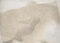 As Wild as Witnessed (Pill Bug), Lumen Print Fixed With Sea Water From Baltic Sea, Etched With Bone | DER GREIF