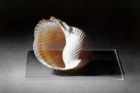 Nikos Papangelis, "Daedalus (Against Walls)", 2023. 16 x 24 cm. | DER GREIF