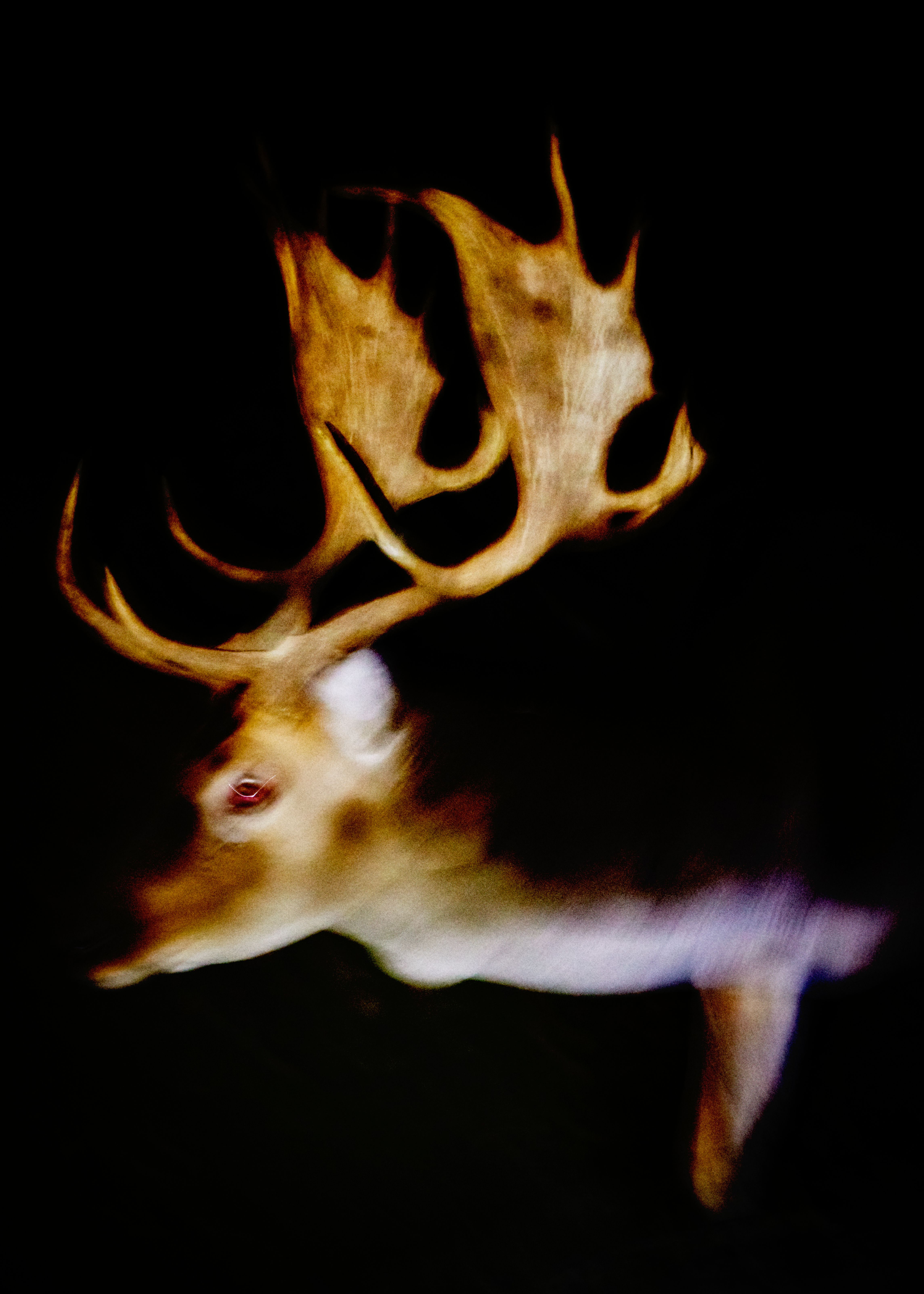Untitled from the series "Noche, no te vayas. (Night, do not leave.)" — Jos Martín