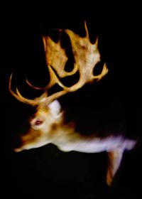 Untitled from the series "Noche, no te vayas" | DER GREIF