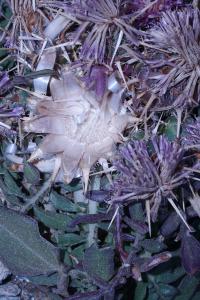 "Flower", Greece, 2018 | DER GREIF