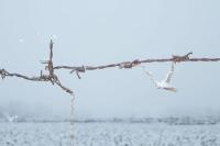 Zainab, from the series "Hazaron Khwahishein Aisi" | DER GREIF