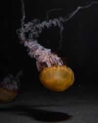 Uncanny Valley | DER GREIF