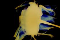 Zoé Elia Menthonnex, from the series "Zombie" | DER GREIF