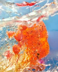 Alex Valentina, "Impossible to Order the Season", 2023. 73 x 90 cm. | DER GREIF