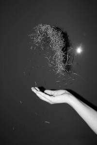 Domesticated Animal, Phase Two | DER GREIF