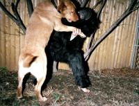 "Animal Dancing", Boston, MA, United States | DER GREIF