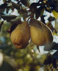 Andras Ladocsi (Hungary), From the series "There Is a Big River, in Which There Is a Big Island, in Which There Is a Lake, in Which There Is an Island, in Which There Is a Small House, Where a Life Is Growing in a Womb" | DER GREIF