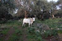 Cow in the old olive trove of the eco village | DER GREIF