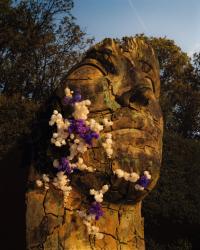 The Setting of Lyra. | DER GREIF