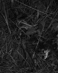 Untitled | DER GREIF